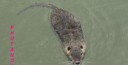 rat d'eau