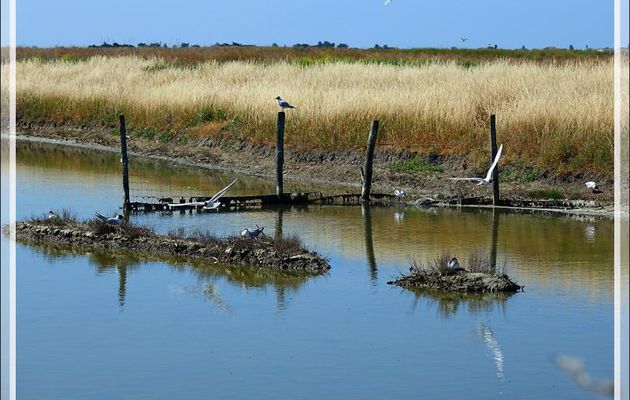 Marais et ses oiseaux - Ars-en-Ré - Île de Ré - 17