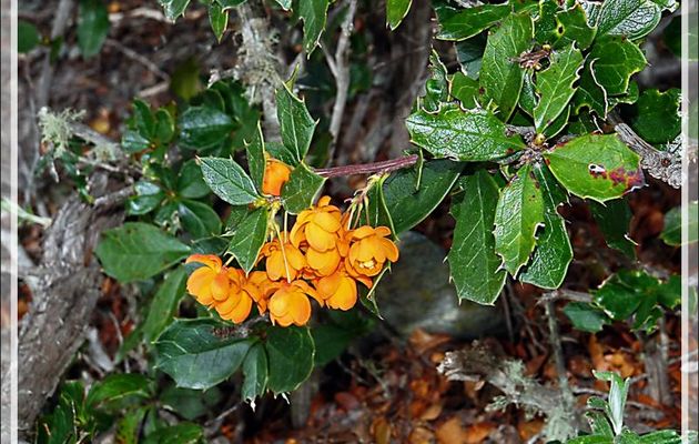 Berbéris (ou épine-vinette) de Darwin, Calafate, Michay (Berberis darwinii) - Terre de Feu - Argentine