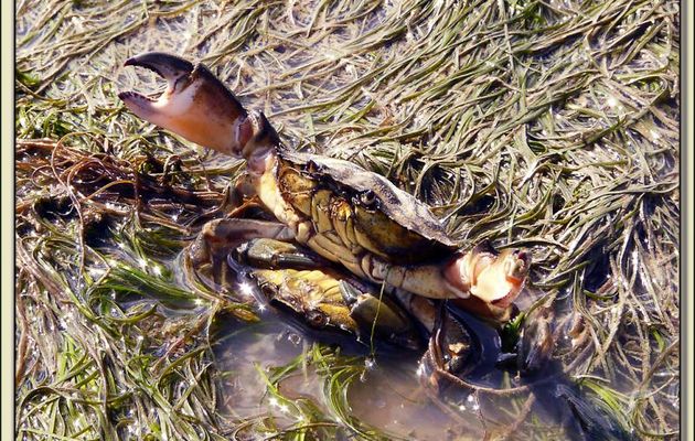 Crabes "missionnaires" (Interdit aux moins de 12 ans) - Phare des Baleines - Ile de Ré