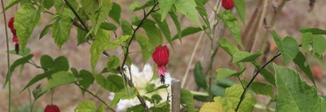 Arbustes à fleurs de septembre