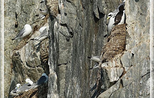 Mouette tridactyle, Black-legged (Kittiwake Rissa tridactyla) - Coburg Island - Baffin Bay - Nunavut - Canada