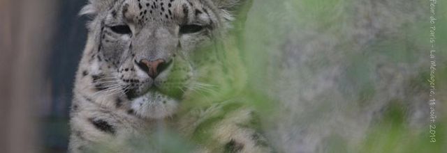 La Ménagerie, Zoo du Jardin des Plantes : Panthère des Neiges