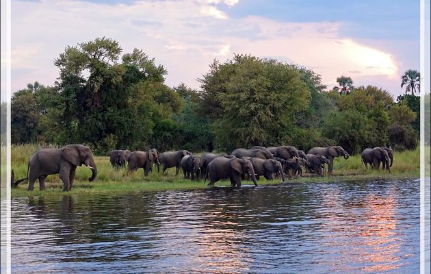 Éléphants au coucher de soleil - Fleuve Zambèze - Zimbabwe