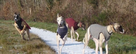 Balade avec Elégant