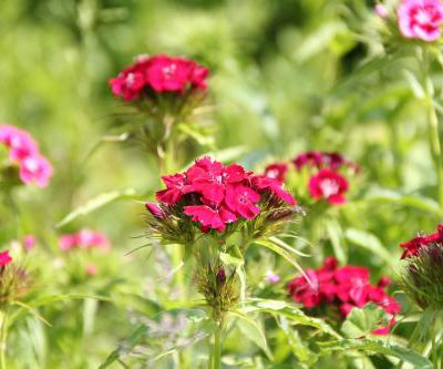 Les plantes Mellifères : L'oeillet de poète