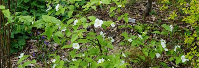 Rhodotypos scandens (fausse corète)