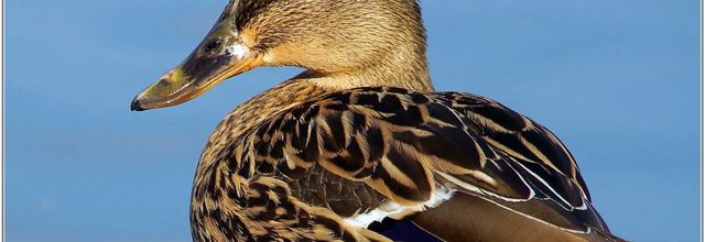 Canard Colvert (4) - Anas platyrhinchos