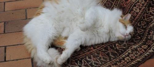 La meilleure façon de dormir .
