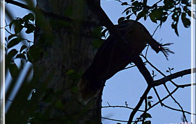 Hoatzin (ou hoazin) huppé (Opisthocomus hoazin) - Inkaterra Hacienda Concepcion - Puerto Maldonado - Pérou