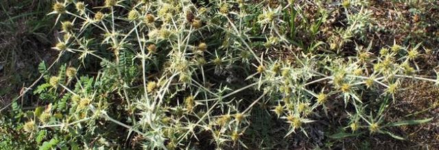 Eryngium campestre - panicaut des champs