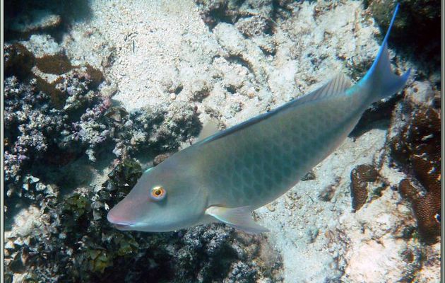 Poisson-perroquet jaune ou Candelamoa ou à long nez (Hipposcarus harid) - Anse Takamaka - Mahé - Seychelles
