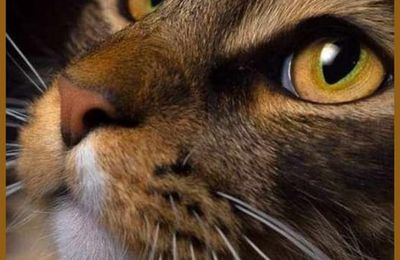 Armistice du 11 novembre