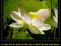 Lotus sacré (Nelumbo nucifera)