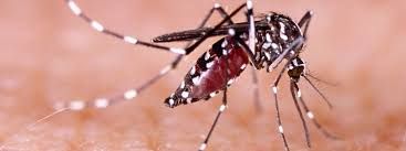 Moustiques, moustiques !