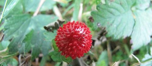 ... un joli fruit rouge...