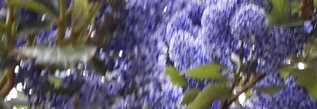 le bleu au jardin 