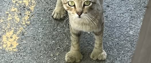 Le chat sans nom
