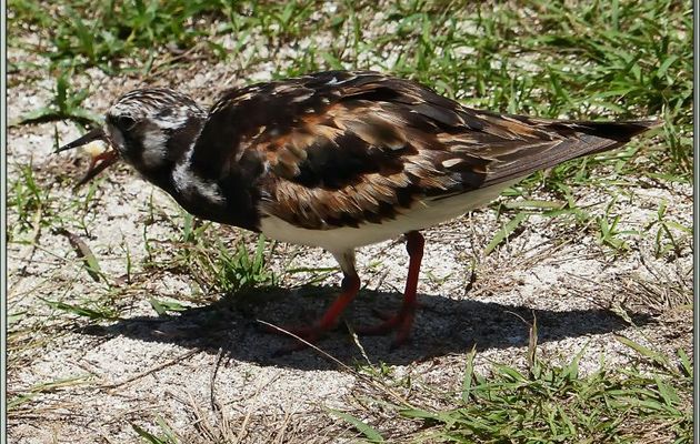 Tournepierre à collier (Arenaria interpres) - Bird Island - Seychelles