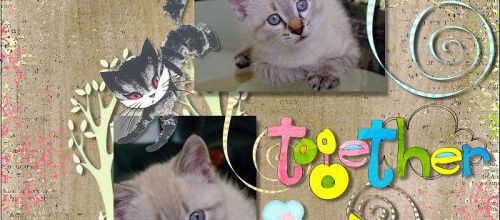 Tes yeux de chat