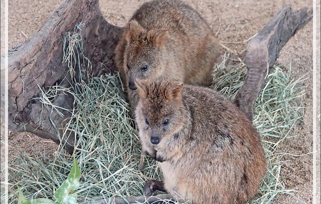 D'autres marsupiaux - Kuranda - Queensland - Australie