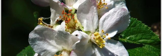 Pommier (2) - Fleurs