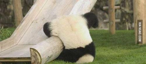 Panda asthmatique, i love you ~