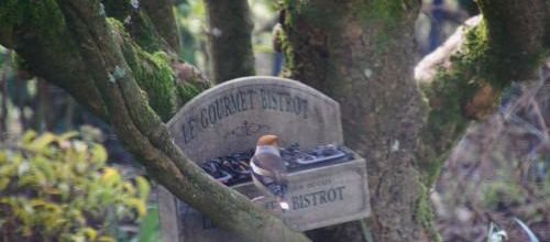 Le Grosbec casse-noyaux