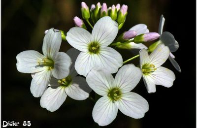 Cardamine des Prés (1) - Cresson des Prés / Cardamine pratensis