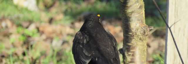 les oiseaux du jardin 