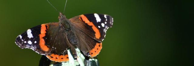 La photo du weekend : Mon premier papillon de la saison