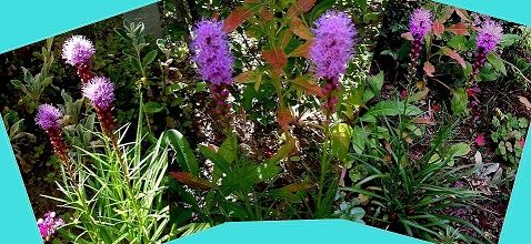 Jardin: Liatris spicata violet ou la plume de Kansas 