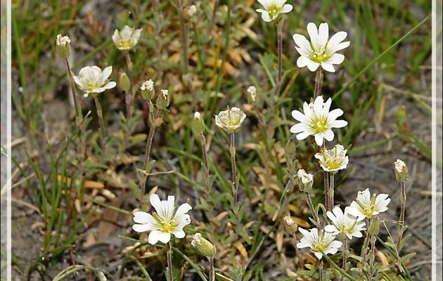 Céraiste des champs, Cuernecita (Cerastium arvense) - Autour du Glaciarium - El Calafate - Patagonie - Argentine