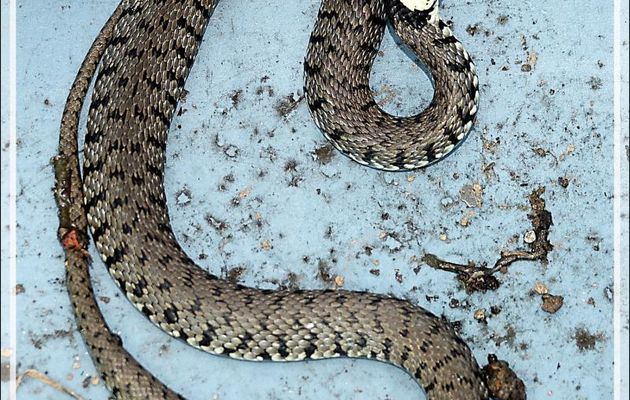Couleuvre à collier (Natrix natrix) - Lartigau - Milhas - 31