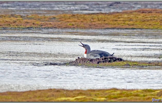 Petite balade dans la toundra très humide : quelques oiseaux et ... trois bélugas, 2 adultes blancs et un jeune gris, furtivement aperçus avant de revenir à bord - Boltodden - Spitzberg - Svalbard - Norvège