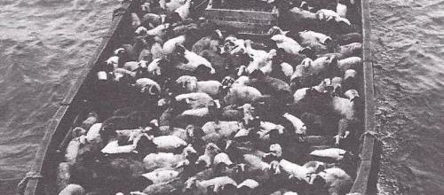 Les moutons de Panurge (François Rabelais)