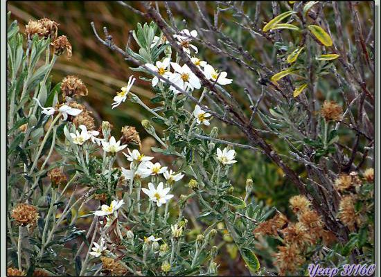 Fachine ou Mata nera (Chiliotrichum diffusum) - Terre de Feu - Argentine