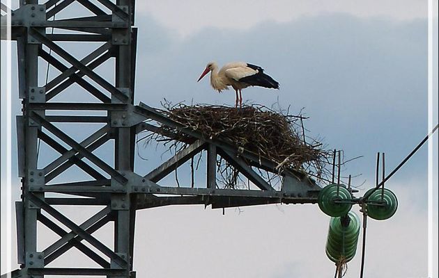 2 mai 2015 : les deux nids de cigognes de Miramont-de-Comminges - 31