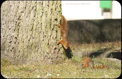 Rambouillet : Tout le monde n'est pas confiné ! 