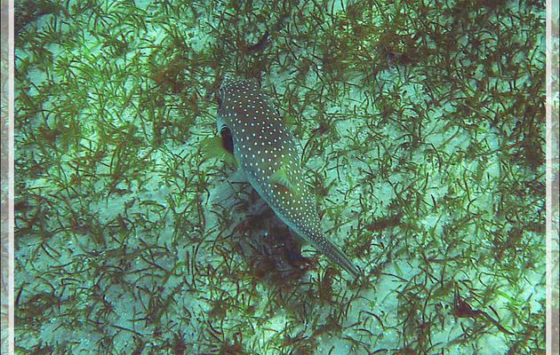 Poisson-ballon à taches blanches ou à épaules noires, Tétrodon à épaules noires, White-spotted puffer, Stars-and-stripes pufferfish (Arothron hispidus) - Nosy Sakatia - Madagascar 