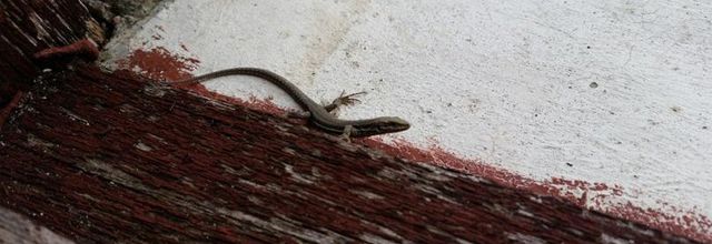 PETIT LEZARD
