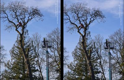 Rambouillet : élagage au Parc du château (2)