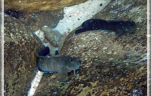 Blennie Salarias brun, Black blenny (Atrosalarias fuscus fuscus) - Nosy Tsarabanjina - Archipel des Mitsio - Madagascar