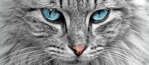 Un chat mystérieux...