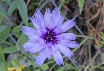des fleurs pendant mes balades 
