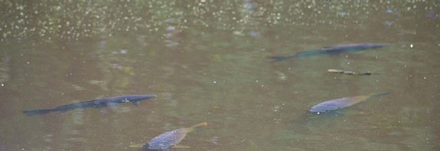 Rambouillet : Balade au bord de l'eau (2)