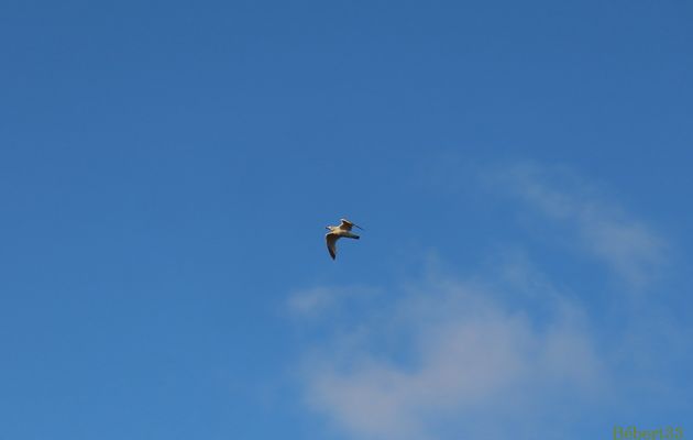 la lune ou un oiseau !