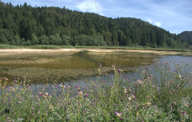 Aux étangs Marron: l'eau et la forêt