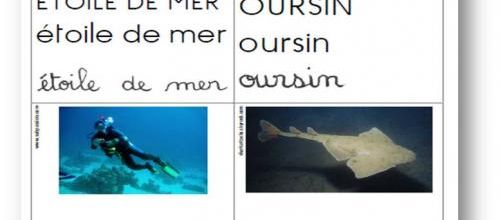 Cartes de vocabulaire sur le thème de la mer