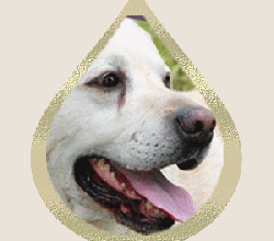 Des nouvelles de mon pépé Utah